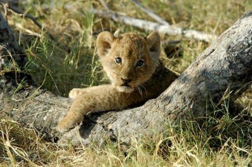 See an abundance of wildlife