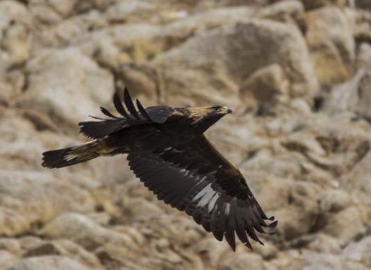 Golden Eagle