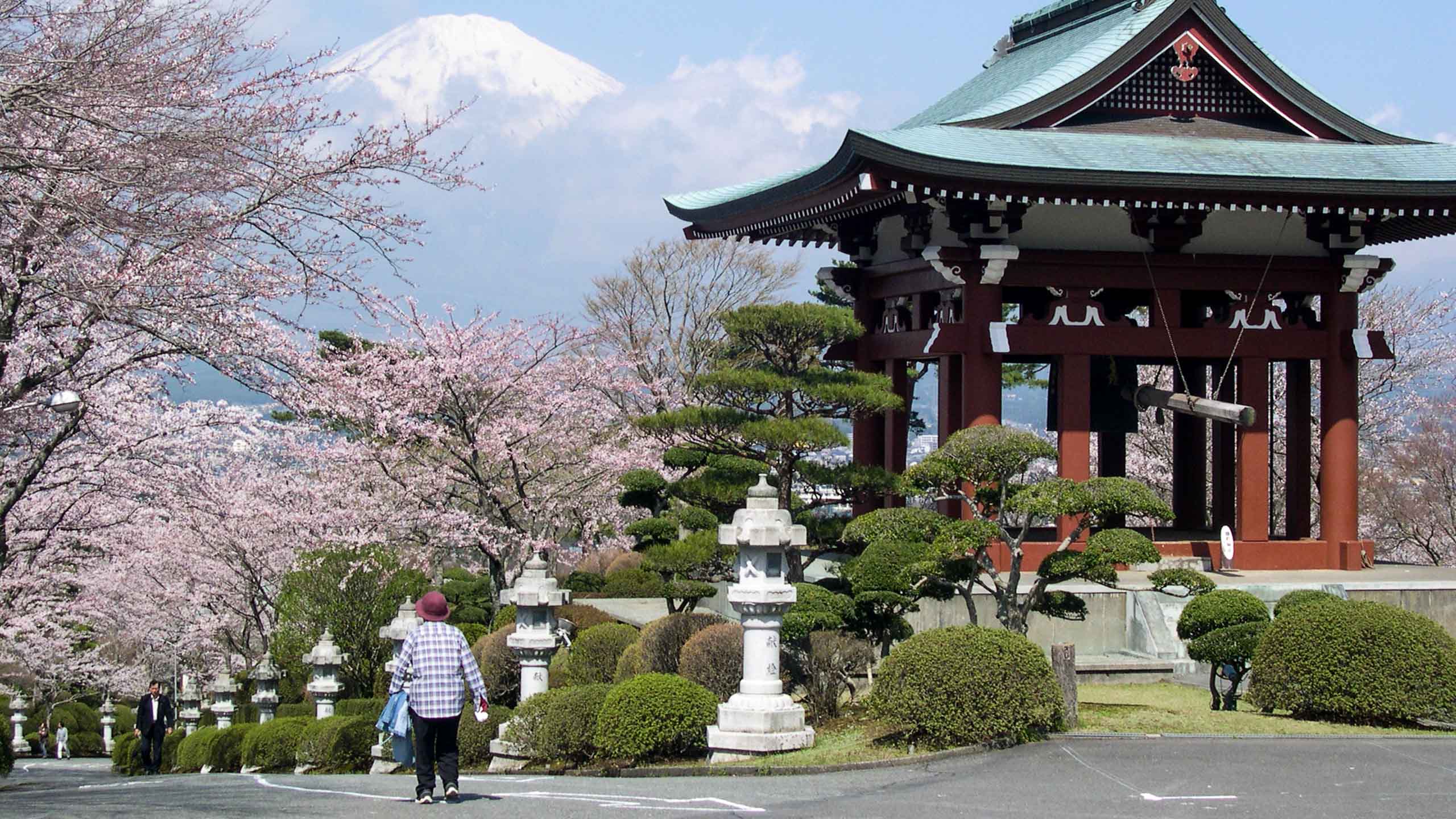 Japanese temple and cherry blossoms