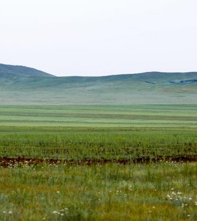 Khustai National Park, Mongolia
